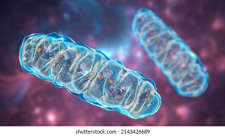 Mitochondria, A Membrane-enclosed Cellular Organelles Producing Energy, 3D Illustration