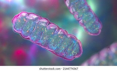 Mitochondria, eine membranumschlossene zelluläre Organelle zur Energieerzeugung, 3D-Illustration