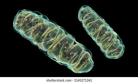 Mitochondria, A Membrane-enclosed Cellular Organelles Producing Energy, 3D Illustration