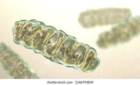 Mitochondria, A Membrane-enclosed Cellular Organelles Producing Energy, 3D Illustration