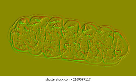 Mitochondria, A Membrane-enclosed Cellular Organelles Producing Energy, 3D Illustration