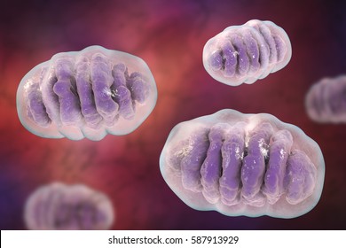 Mitochondria, a membrane-enclosed cellular organelles, which produce energy, 3D illustration