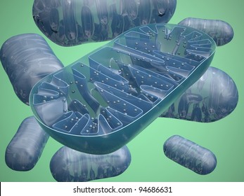  Mitochondria - microbiology illustration
