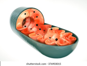 Mitochondria - realistic illustration -
