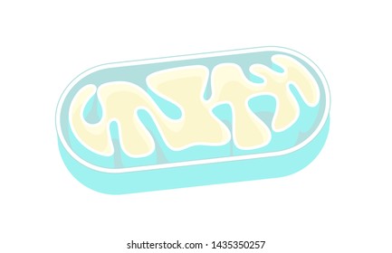 Mitochondria Sectional View Cell Gene DNA Structure Illustration Icon