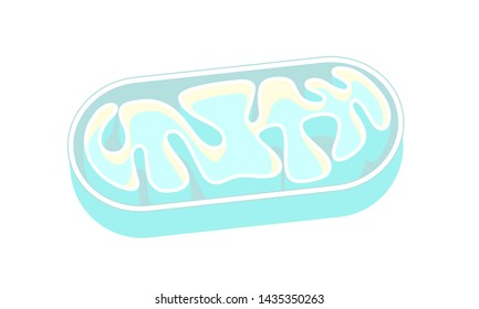 Mitochondria Sectional View Cell Gene DNA Structure Illustration Icon