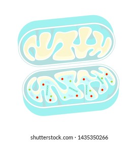 Mitochondria Sectional View Cell Gene DNA Structure Illustration Icon