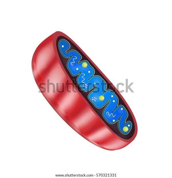 Mitochondria Structure Illustration On Isolated Background: Ilustrações ...