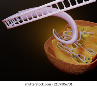 Mitochondrial DNA Is The Small Circular Chromosome Found Inside Mitochondria 3d Rendering