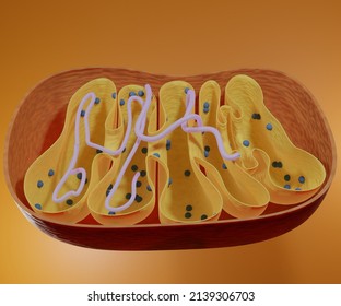 Mitochondrial DNA Is The Small Circular Chromosome Found Inside Mitochondria 3d Rendering