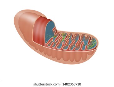 The mitochondrion is a double-membrane-bound organelle found in most eukaryotic organisms