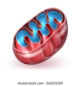 Mitochondrion Part Cell Generates Energy Stock Vector (Royalty Free ...