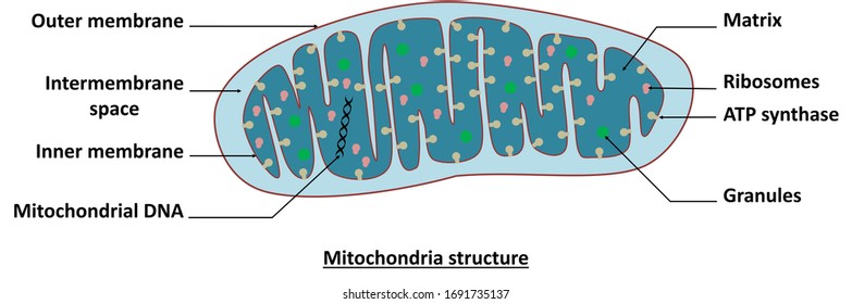 69 Membrane bound organelle Images, Stock Photos & Vectors | Shutterstock