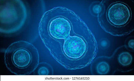 Mitosis - Cell Division Of Bacteria. 3D Rendered Illustration.