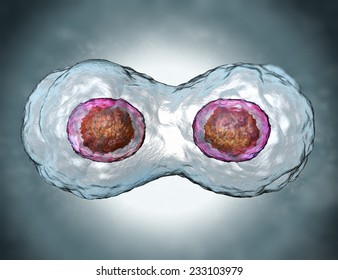 Mitosis. Dividing Human Egg