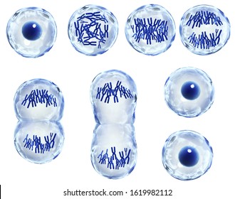 cell cycle phases microscope