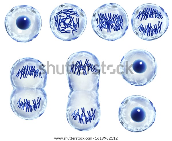 Mitosis process. Division of cell. Isolated on\
white background. 3d\
render