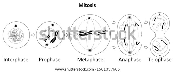 Mitosis is a process where a\
single cell divides into two identical daughter cells cell\
division