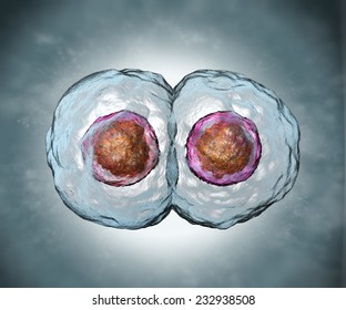 Mitosis. Stage Two. Dividing Human Egg