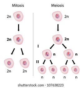 Mitosis Versus Meiosis