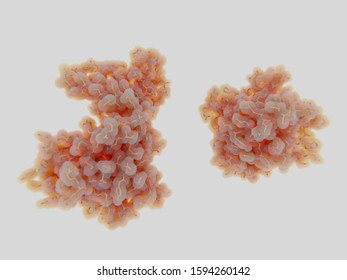 The Mitotic Kinase NEK7 In  The Inactive (left) And Active Forms. NEK7  Plays An Important Role In Mitotic Cell Cycle Progression. Source: PDB Entries 2WQM, 6NPY. 3d Rendering
