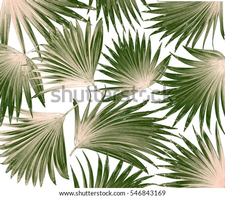 Similar – Image, Stock Photo Palm Palm leaf Growth