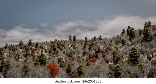 Mixed forest instead of monoculture, the answer to forest death as a result of climate change - 3d illustration