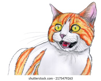 A mixed  colored white   ginger tabby cat and yellow eyes is meowing white background  Pencil hand drawing