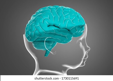 Model of the child's head and brain. Conceptual 3d illustration that can be used in many fields of science and medicine