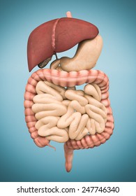 Model Of The Digestive System Isolated On Blue Background