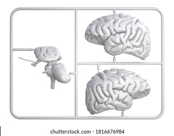 Model Kit Set With Pink Brain Parts Isolated On White. 3D Illustration