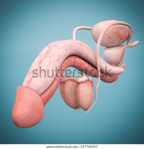model of male reproductive system isolated on\
blue background