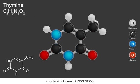 Model of the Thymine molecule. C5H6N2O2. Thymine is one of the four nucleotide bases in the nucleic acid DNA.Thymine is also known as 5-methyluracil, a pyrimidine nucleobase. Gray back.3d illustration