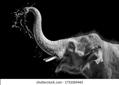 modern oil painting of elephant happy, artist collection of animal painting for decoration and interior, canvas art, abstract elephant on black background,