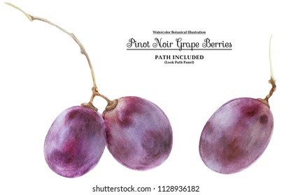 Modern Watercolor Botanical Illustration. Pinot Noir-grigio Grape Berries. Isolated, Path Included