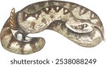 MOJAVE RATTLESNAKE (Crotalus scutulatus). Watercolor hand drawing painted illustration.