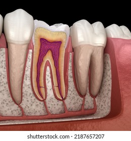 Molar Anatomy In Details. 3D Illustration Of Human Teeth