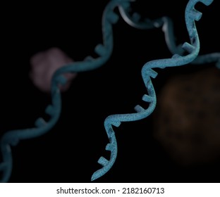 In Molecular Biology, Messenger Ribonucleic Acid (mRNA) Is A Single-stranded Molecule Of RNA That Corresponds To The Genetic Sequence Of A Gene 3d Rendering