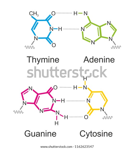 The molecular formula of\
deoxyribonucleic acid (DNA) bases: thymine, cytosine, adenine and\
guanine.