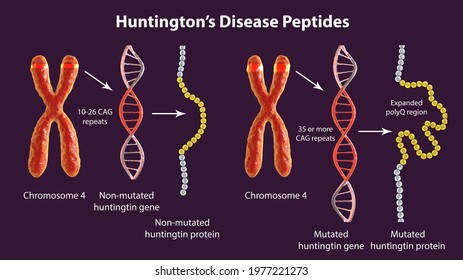 Molecular Genesis Of Huntington's Disease, 3D Illustration. Healthy And Mutant Huntingtin Protein Sequence With Polyglutamine Expansion (polyQ), 3D Illustration