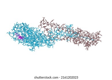 Molecular Model Of Influenza Virus Hemagglutinin Isolated On White Background. Rendering With Differently Colored Protein Chains Based On Protein Data Bank Entry 2viu. 3d Illustration