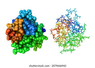 Molecular Model Of The Pro-inflammatory Cytokine Interleukin 36 Gamma, Previously Known As Interleukin-1 Family Number 9. Rendering Based On Protein Data. Rainbow Coloring From N To C. 3d Illustration