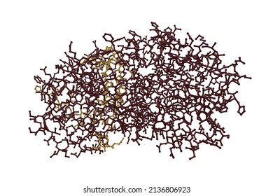 Molecular Model Of Thyroxine Binding Globulin Isolated On White Background. Rendering With Differently Colored Protein Chains Based On Protein Data Bank. Scientific Background. 3d Illustration