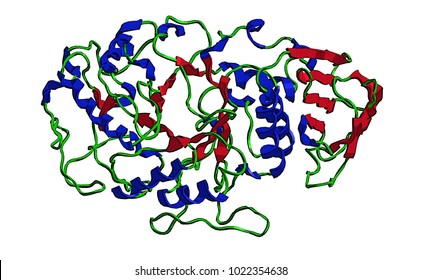 Molecular structure of alpha amylase - protein enzyme that hydrolyses alpha bonds of large polysaccharides