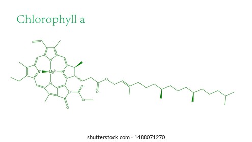 Molecular Structure Of Chlorophyll A -  Green Plant Colorant 