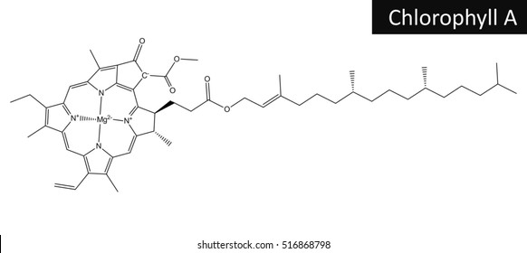 Molecular Structure Of Chlorophyll A -  Plant Colorant