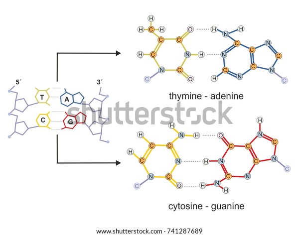 Molecular structure of\
deoxyribonucleic acid (DNA) bases guanine - cytosine and  thymine -\
adenine.