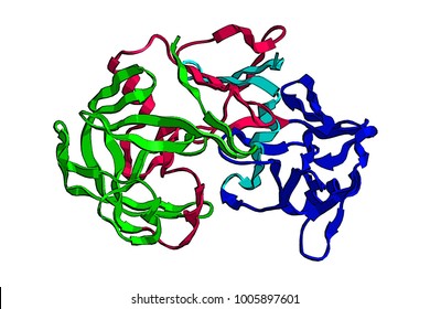 Molecular structure of digestive protein pepsin, enzyme that breaks down proteins into smaller (protease), 3D rendering