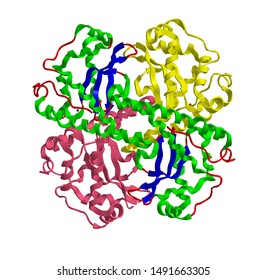 Molecular structure of human enzyme superoxide dismutase (SOD), 3D rendering