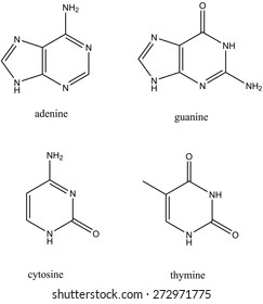 Molecular Structures Of DNA Base Pairs (adenine, Guanine, Thymine And Cytosine)